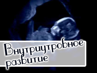 Внутриутробное развитие малыша